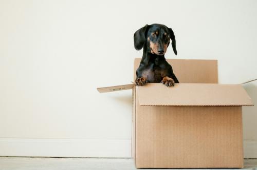 Is it worth paying for packing when moving?